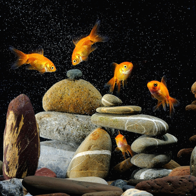 Cold water fish